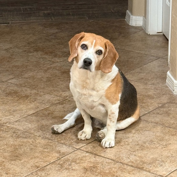 2/14/2026 Business Casual Clothes - Picture 12 of 13